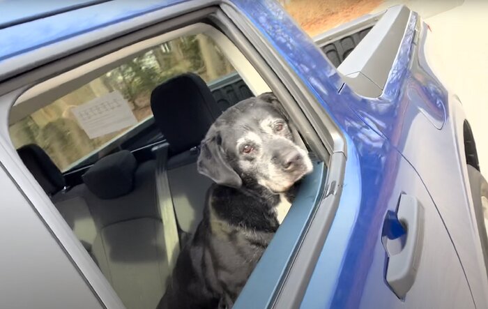 Mabett | Giveaway: Maverick and Pets, Let’s Hit the Road! 🐾