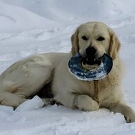 Water Dog