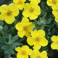 Potentilla