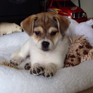 Meeka