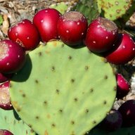 Prickly Pear