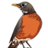 43rd_Evisceration