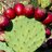 Prickly Pear